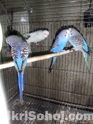 বাজরিগার পাখি